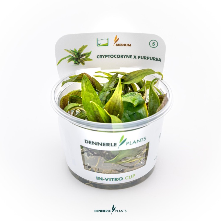 Dennerle Cryptocoryne x purpurea In-Vitro - imagine 5
